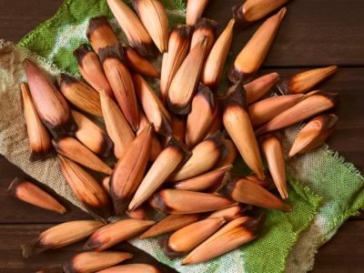 Sementes da araucária / Foto do Adobe Stock