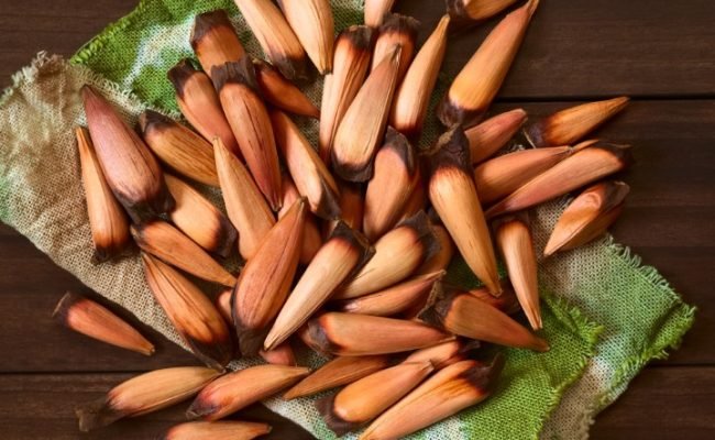 Sementes da araucária / Foto do Adobe Stock