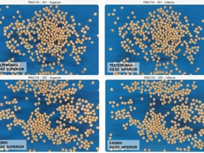 Sementes de soja com anomalia e resultados com Saori