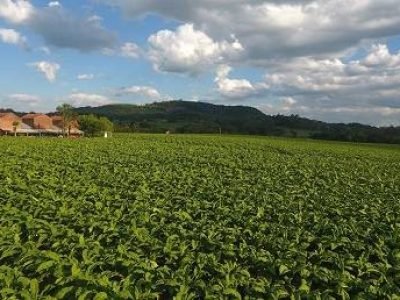 plantação de tabaco