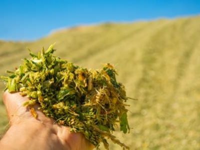 green mass of corn silage during placement in the pit