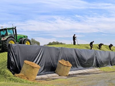 Nova tecnologia ajuda a melhorar a qualidade da silagem - Divulgação
