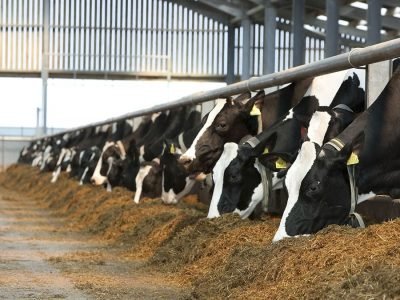 Silagem - Créditos: KWS