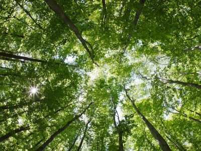 Silvicultura - Crédito Shutterstock