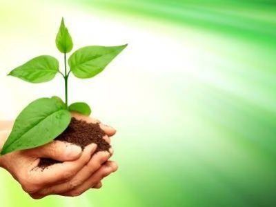 Silvicultura-12-Crédito-Shutterstock-01-2022
