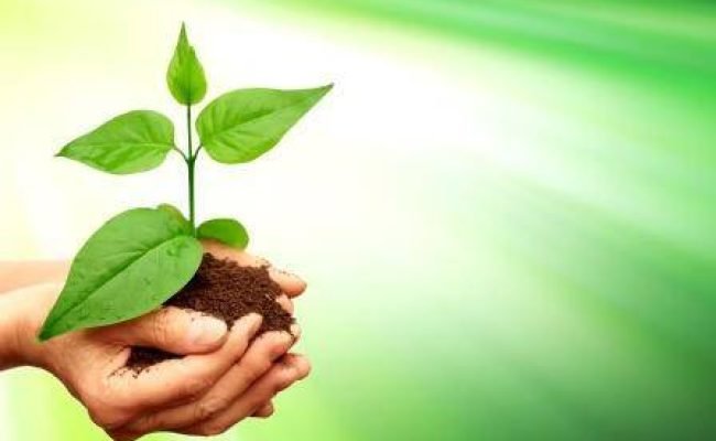 Silvicultura-12-Crédito-Shutterstock-01-2022