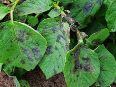 Sintoma-de-requeima-em-folÃ­olos-de-batata-Crédito-Jesus-Tofoli-2