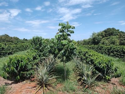 Consórcio de baru e café irrigado no Cerrado