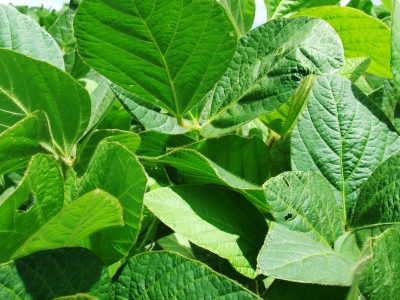 Soja-01-Crédito-Ana-Maria-Diniz-09-2015