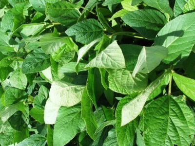 Soja-07-Crédito-Ana-Maria-Diniz-1024x768