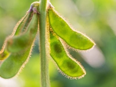 Soja - Créditos: shurtterstock