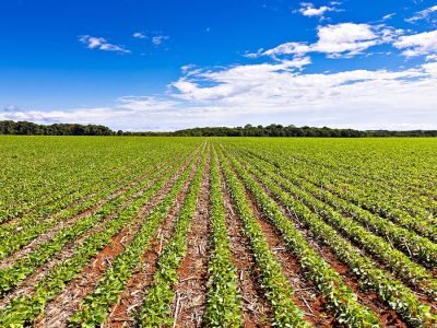 Soja - Foto: Divulgação