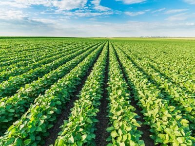 Soja - Créditos: shurtterstock