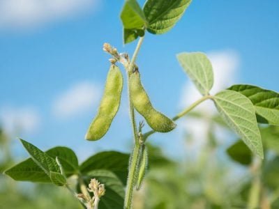 Soja - Créditos: shurtterstock