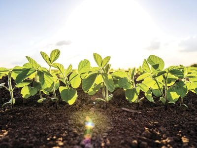 Soja - Créditos: shurtterstock