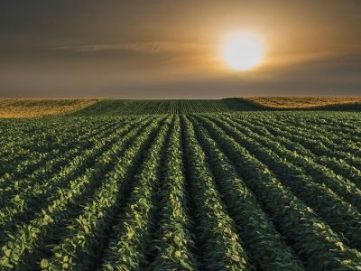 Soja - Crédito: Shutterstock