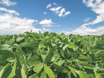 Soja - Crédito: Shutterstock