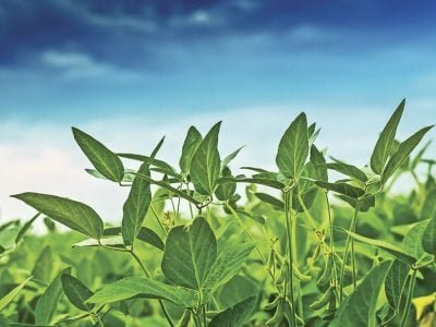 Soja - Créditos: shurtterstock