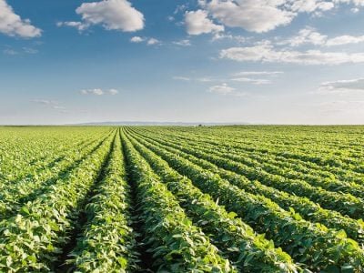 Soja - Créditos: shurtterstock