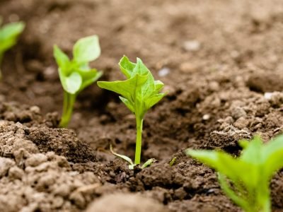 Soja-139-Crédito-Shutterstock-10-2019