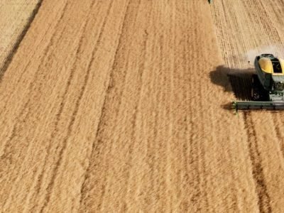 Soja - Crédito: Shutterstock