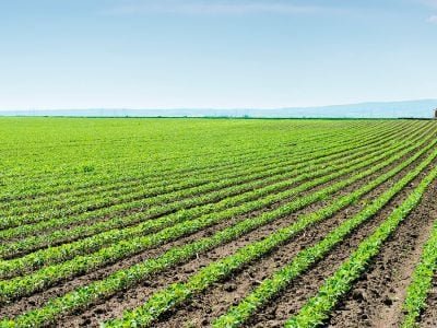 Soja - Crédito: Shutterstock