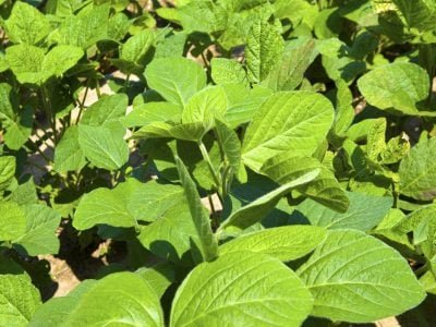 Soja-Crédito: Shutterstock