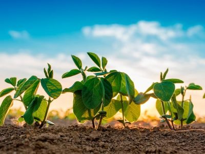 Soja - Créditos: shurtterstock