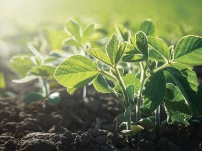 Soja - Créditos: shurtterstock