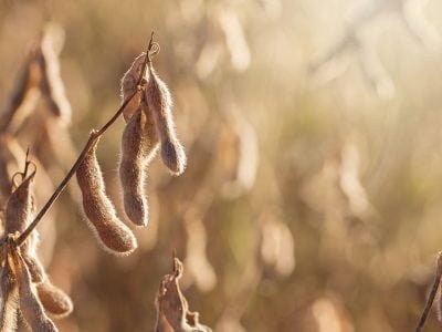 Soja - Créditos: shurtterstock