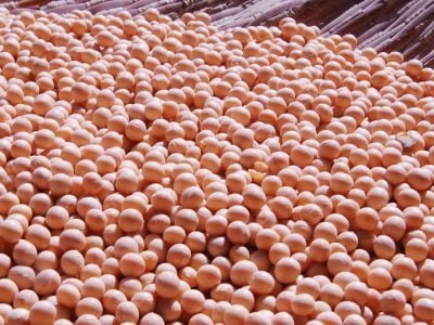 Soja - Crédito da foto: Pixabay