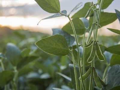 Soja - Créditos: shurtterstock