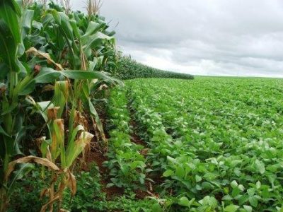 Soja 212 - Crédito Miriam Lins (10-2018)