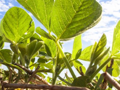 Soja - Crédito Shutterstock