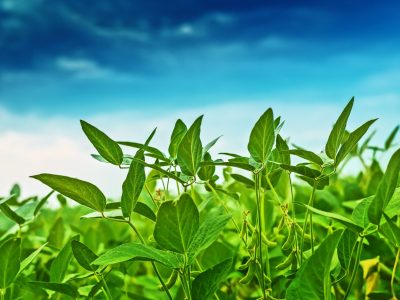 Soja - Crédito shutterstock