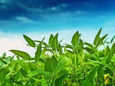 Plantação de soja - Crédito shutterstock