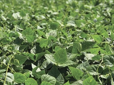 Feijão - Crédito: Luize Hess