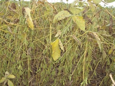 Soja - Crédito: Daniel Cassetari