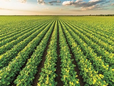 Soja - Créditos: shurtterstock