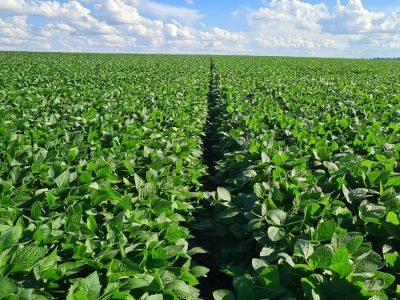Soja - Foto: Divulgação