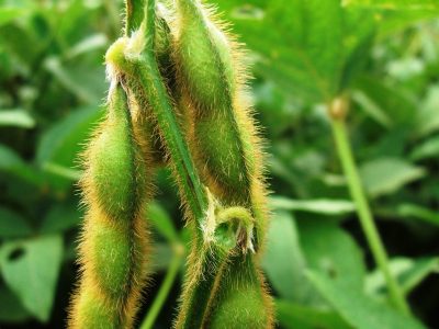 Crédito Miriam Lins