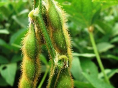 Crédito Miriam Lins