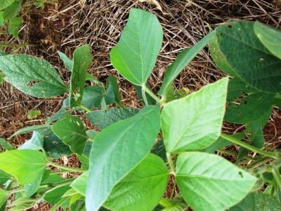 Buva e capim-amargoso podem ser resistentes a herbicidas?
