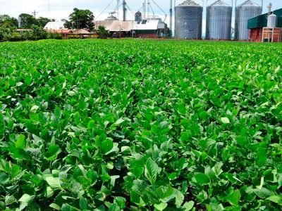 Soja - Foto: Divulgação