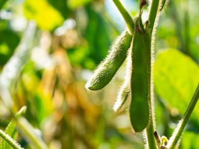 Soja - Foto: Divulgação