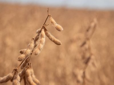 Soja - Foto: Divulgação