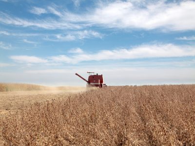 Soja - Crédito: Shutterstock