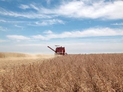 Soja - Crédito: Shutterstock