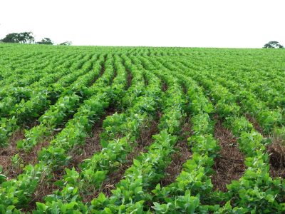 Ourofino Agrociência se fortalece no mercado de pastagem