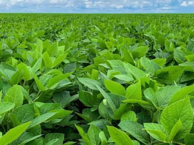 Soja - Foto: Divulgação